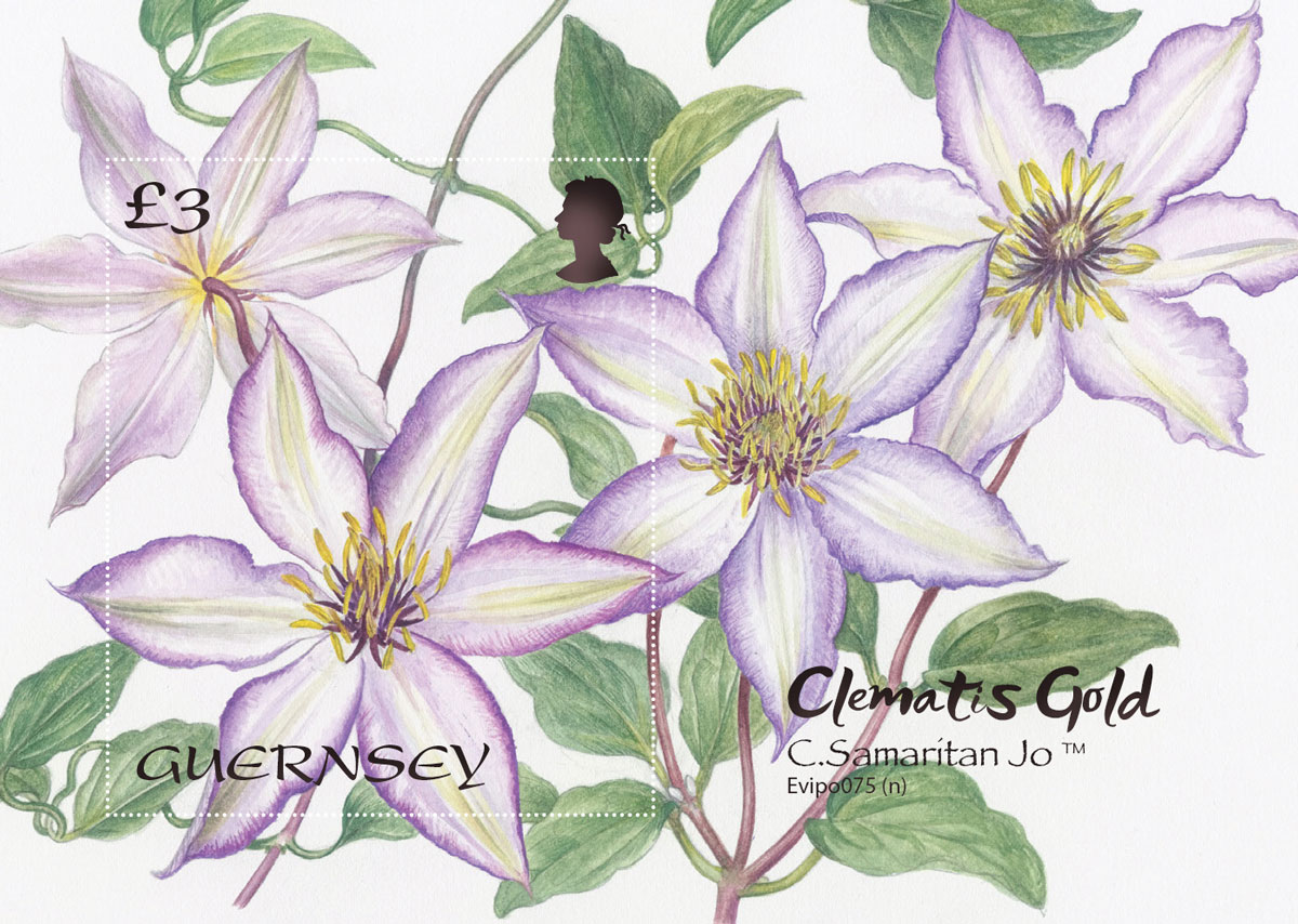 Award-winning Guernsey-grown Clematis depicted on miniature sheet